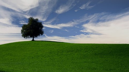 tree  sky  landscape