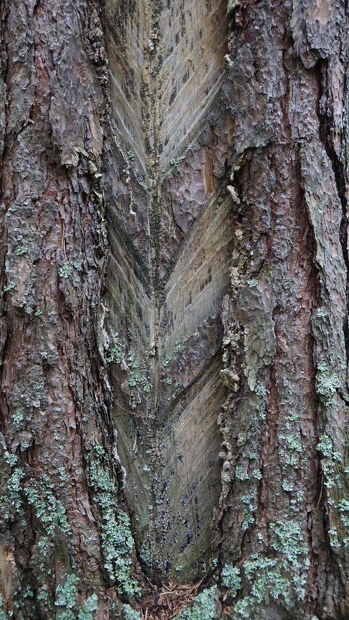 tree  bark  forest