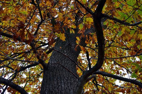 tree  crown  autumn mood