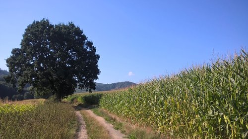 tree  forest path  cornfield