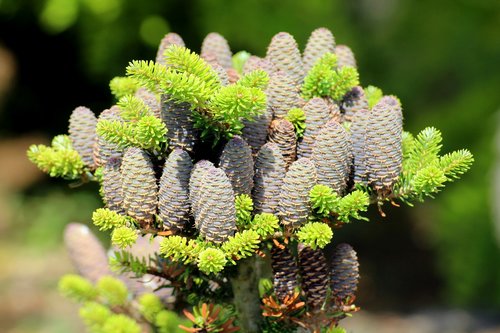 tree  coniferous  cones