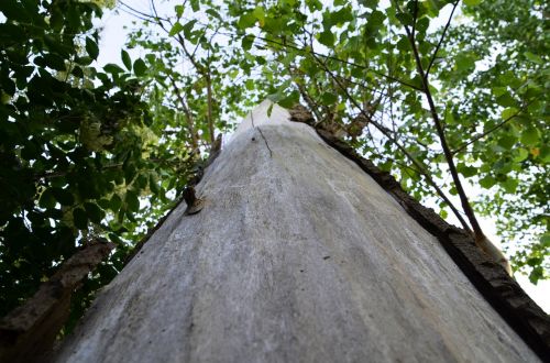 tree log bark