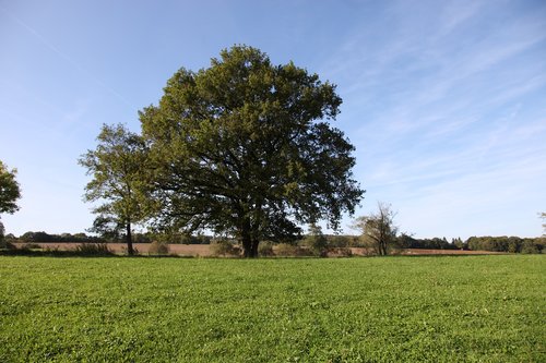 tree  oak  nature