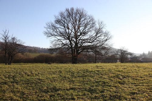 tree  oak  nature
