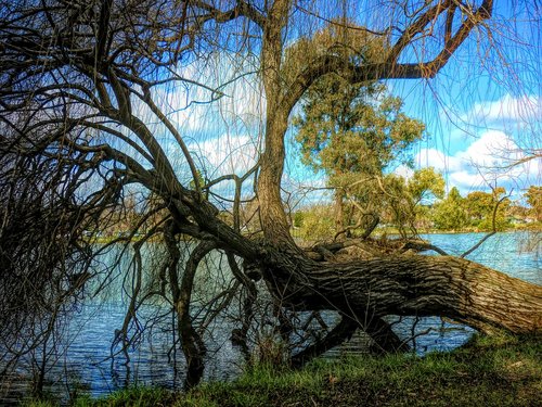 tree  lake  nature