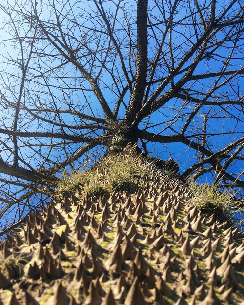 tree  nature  landscape