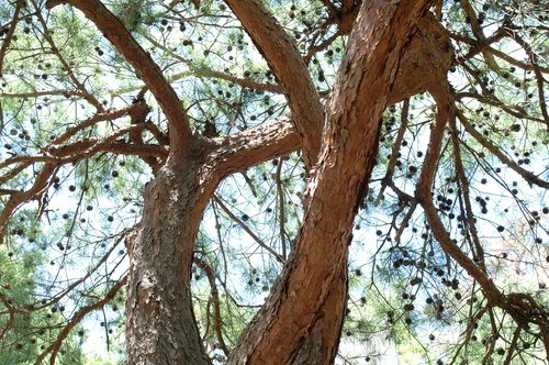 tree  conifer  nature
