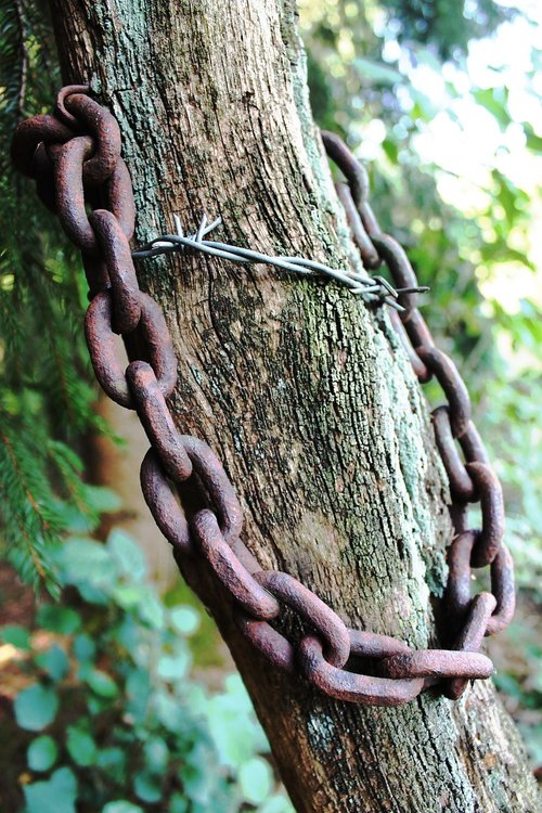 tree  chain  rust