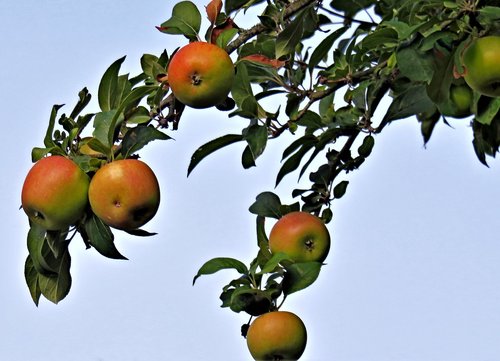 tree  apple tree  branch