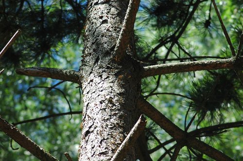 tree  wood  forest