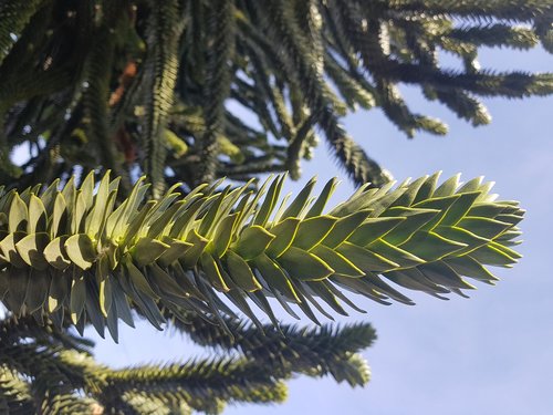 tree  branch  plant