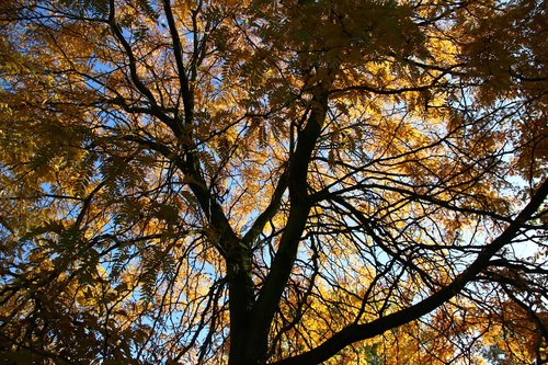 tree  leaves  light