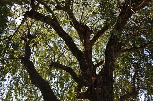 tree  sky  nature