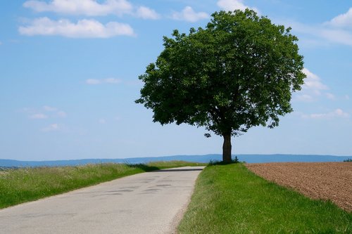 tree  lane  landscape