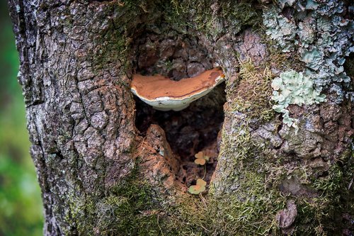 tree  mushroom  nature