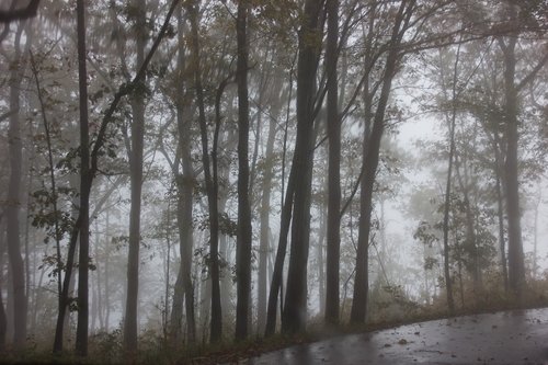 tree  trees  fog