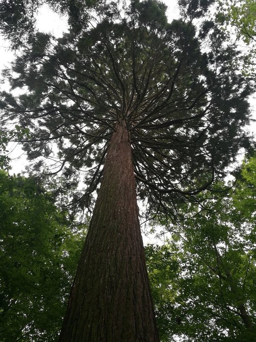 tree  mammoth  nature