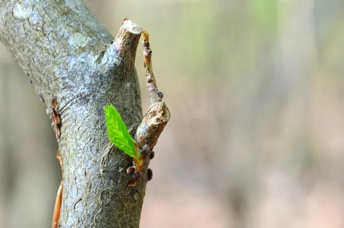 tree  bud  nature