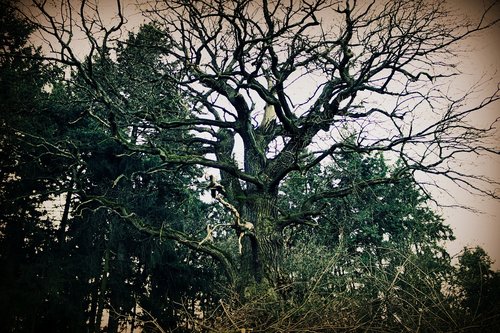 tree  forest  gloomy