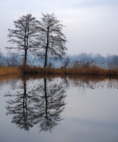 tree  mirror  nature