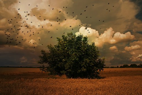 tree  birds  sky