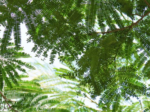 tree  leaves  fern