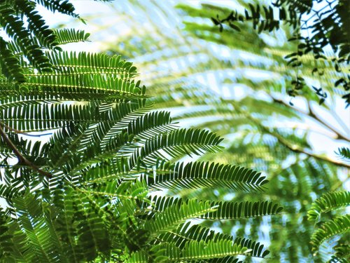 tree  leaves  fern