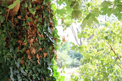 tree  plant  nature