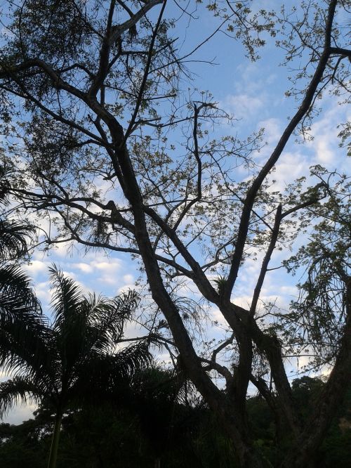 tree sky nature