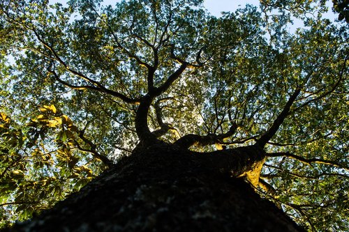 tree  forest  green