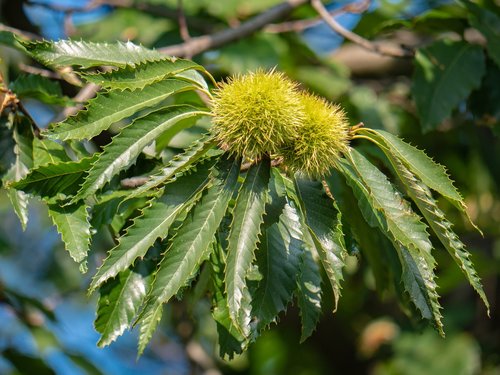 tree  leaves  chestnut