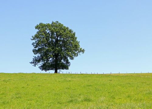 tree individually meadow
