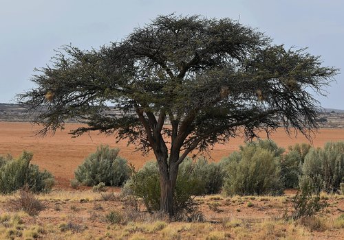 tree  acacia  desert