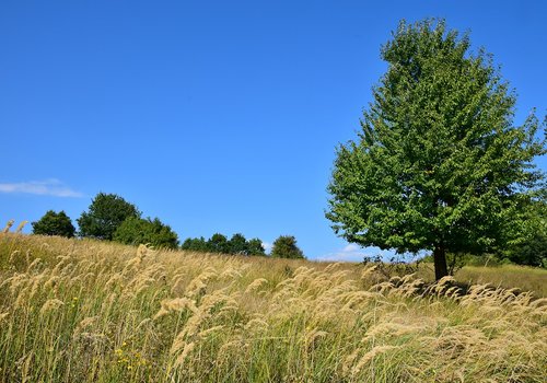 tree  nature  meadow