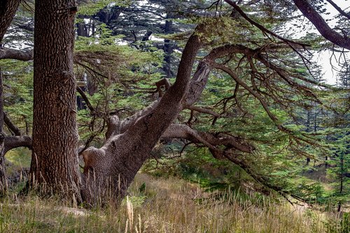 tree  cedar  ancient