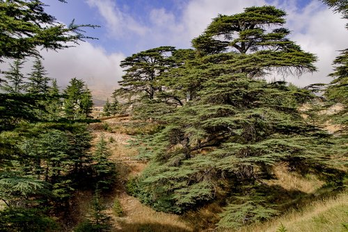 tree  cedar  ancient