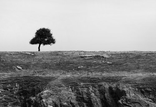 tree  landscape  nature