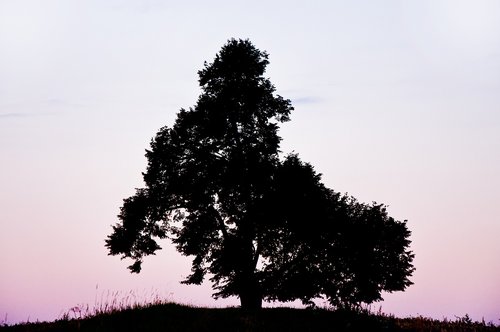 tree  morning  silhouette