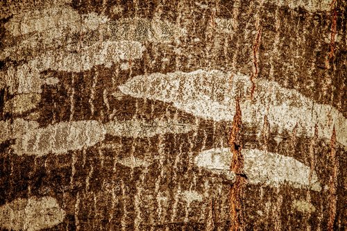 tree  tree bark  log