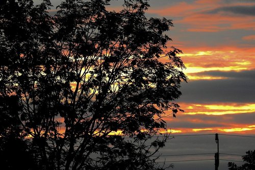 tree  sunset  twilight