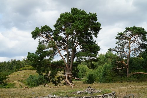 tree  nature  green