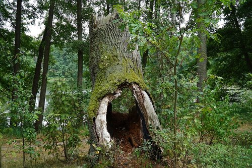 tree  nature  landscape