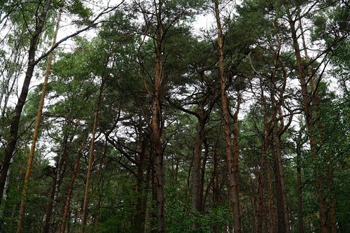 tree  forest  landscape