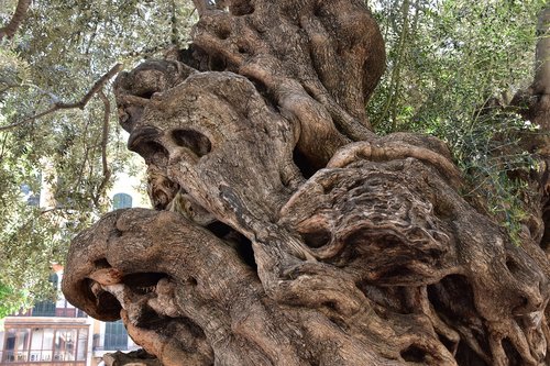 tree  ghost  nature