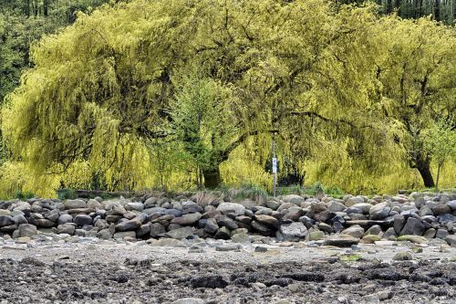 tree willow tree vancouver