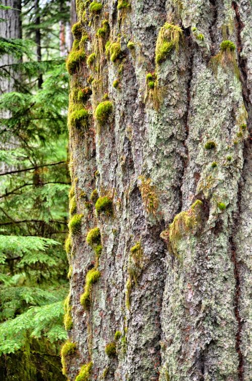 tree old tree rainforest