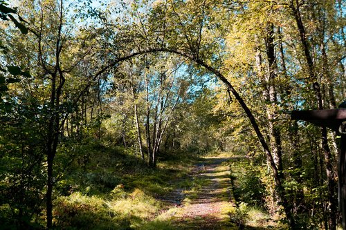 tree  curved  curve