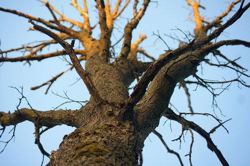 tree  nature  trees