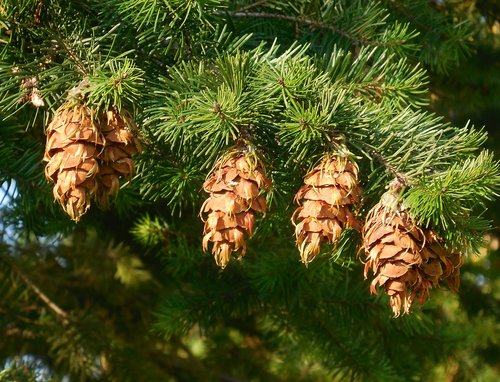 tree  cones  conifer