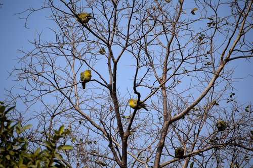 tree  branches  birds